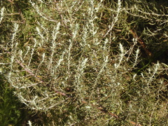 Baccharis artemisioides