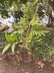 Schinus terebinthifolia