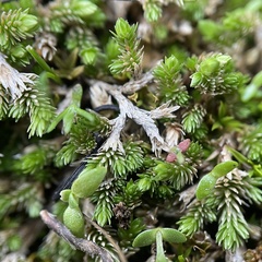 Selaginella cinerascens