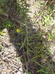 Liatris hesperelegans