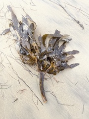 Eisenia arborea