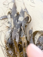 Eisenia arborea
