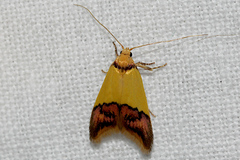 Hemibela oxyptera