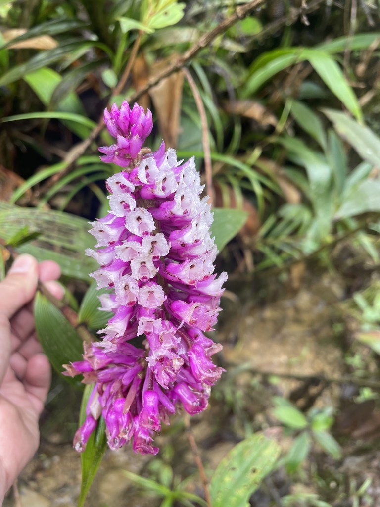 Elleanthus purpureus