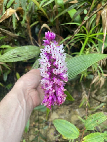 Elleanthus purpureus (Rchb.f.) Rchb.f. 2