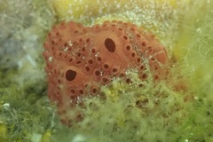 Botrylloides violaceus