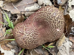 Xerocomellus dryophilus