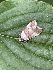 Chezala brachypepla