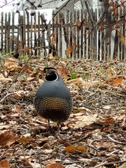 Callipepla californica