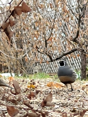 Callipepla californica