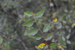 Planera aquatica