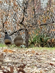 Callipepla californica