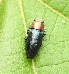 Melobasis cyaneipennis