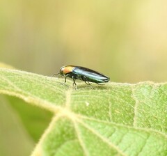 Melobasis cyaneipennis
