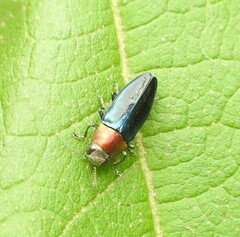 Melobasis cyaneipennis