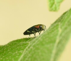 Melobasis cyaneipennis