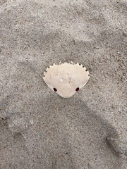 Ovalipes australiensis