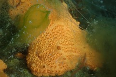 Botrylloides violaceus