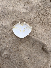 Ovalipes australiensis