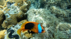 Amphiprion melanopus
