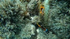Amphiprion melanopus