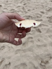 Ovalipes australiensis