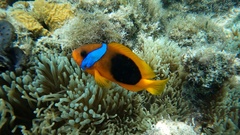 Amphiprion melanopus