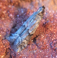 Euzophera semifuneralis