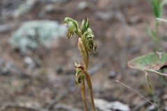 Pterostylis hamata
