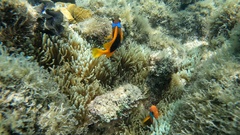 Amphiprion melanopus