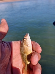 Lutjanus argentiventris