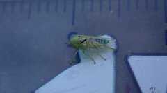 Viridicerus ustulatus