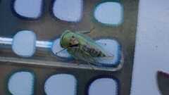 Viridicerus ustulatus