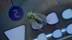 Viridicerus ustulatus