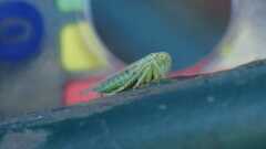 Viridicerus ustulatus