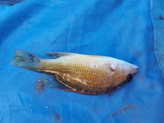 Lutjanus argentiventris
