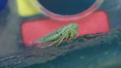 Viridicerus ustulatus