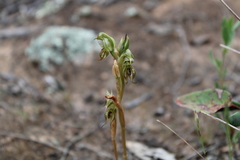 Pterostylis hamata