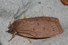 Prionocris protoxantha