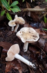 Hebeloma crustuliniforme