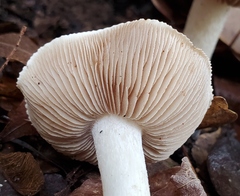 Hebeloma crustuliniforme