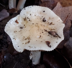 Hebeloma crustuliniforme