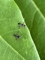 Parapalaeosepsis plebeia