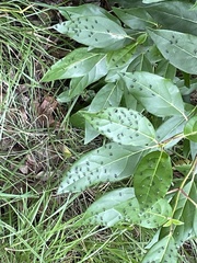 Parapalaeosepsis plebeia