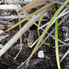 Ctenotus labillardieri