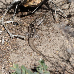 Liopholis multiscutata