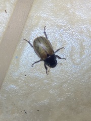 Coleoptera