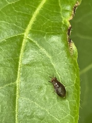 Steganopsis melanogaster