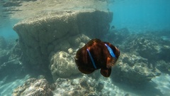 Amphiprion akindynos