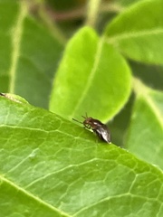 Steganopsis melanogaster